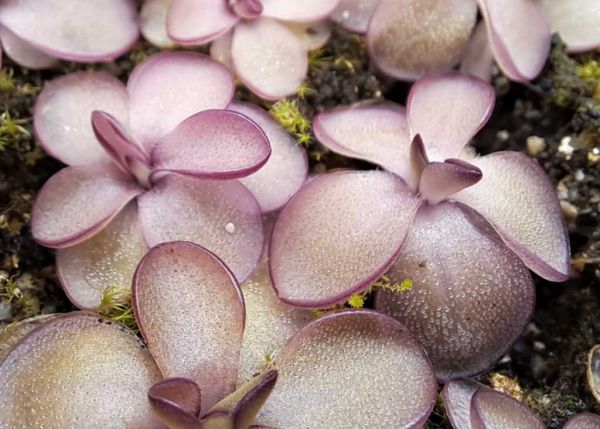 Fettkraut, Pinguicula emarginata x laueana, aduld, ungetopft