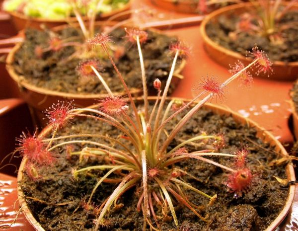 Drosera aff. paradoxa 5-7cm