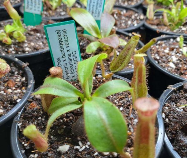 Nepenthes (veitchii x burbidgeae) x (chaniana x veitchii) aus Samen gezogen Größe S ca. 5-7cm