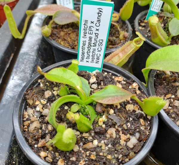 Nepenthes (veitchii x burbidgeae) x veitchii "Murud x Candy" aus Samen 5-7cm