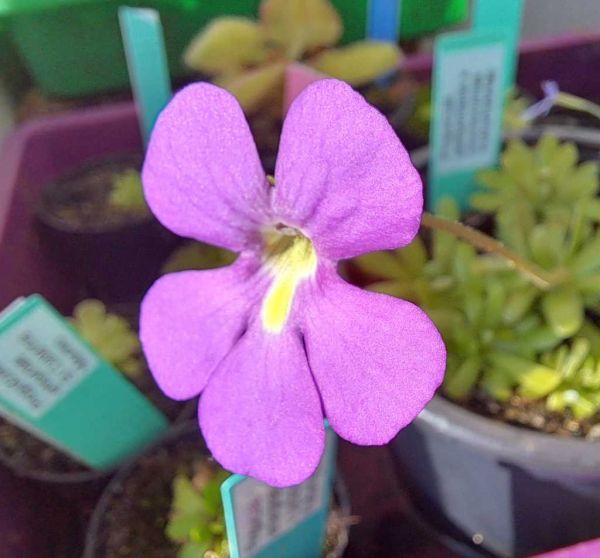 Fettkraut, Pinguicula debbertiana x moctezumae, im Rundtopf