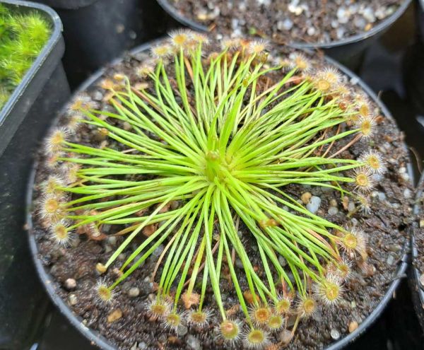 Drosera broomensis Bachston Creek Kimbereley Australien