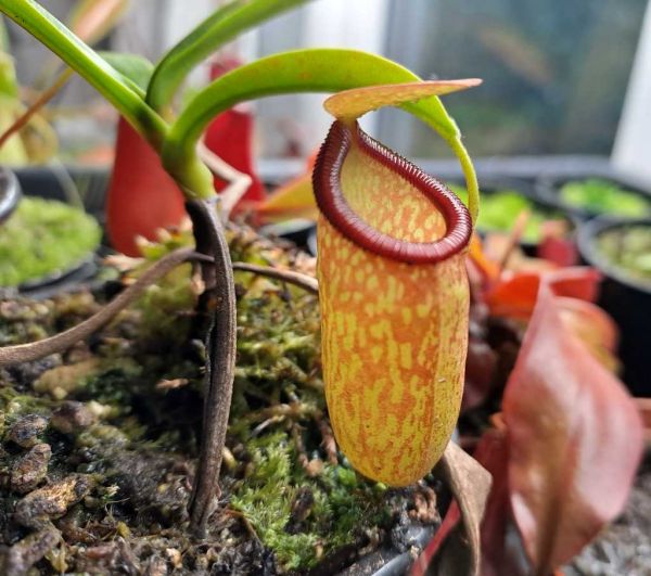 Nepenthes ventricosa x inermis (N. ventrinermis) Größe M ca. 8-10cm