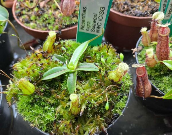 Nepenthes nigra Sulawesi ca. 5cm