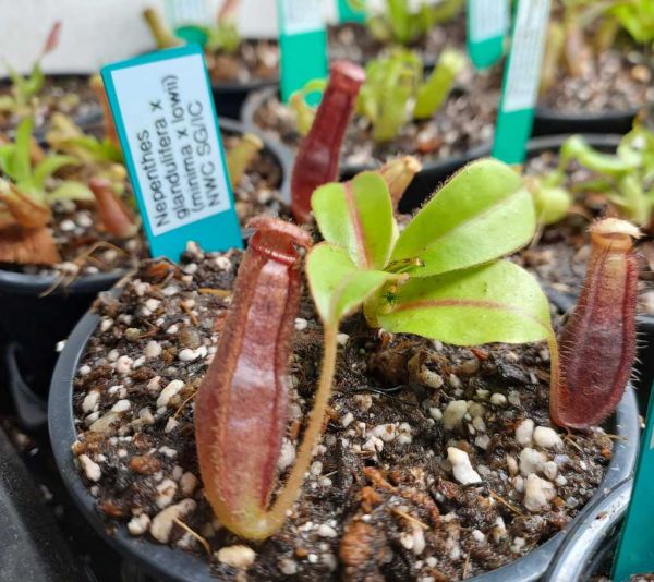 Nepenthes glandulifera x (minima x lowii) aus Samen 5-7cm