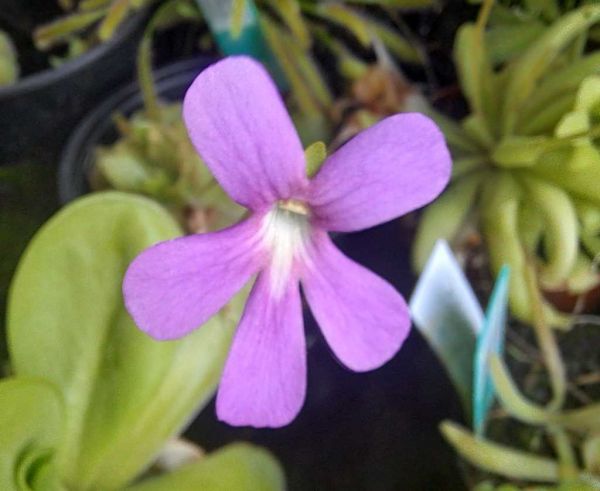 Fettkraut, Pinguicula matrinezii Größe M-L,im Rundtopf