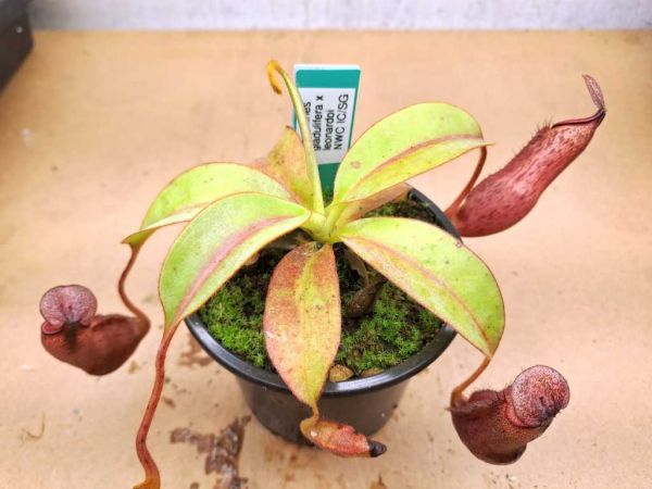 Nepenthes glandulifera x leonardoi aus Samen 12cm+