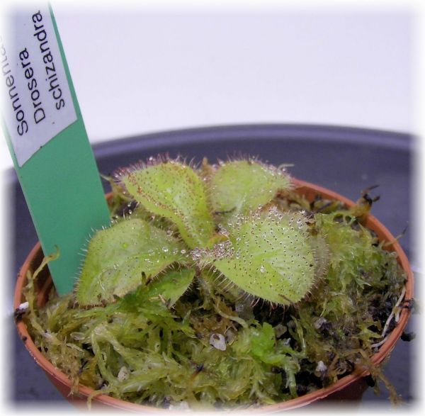 Drosera schizandra (Sonnentau) Queenslanddrosera,Größe S-M ungetopft