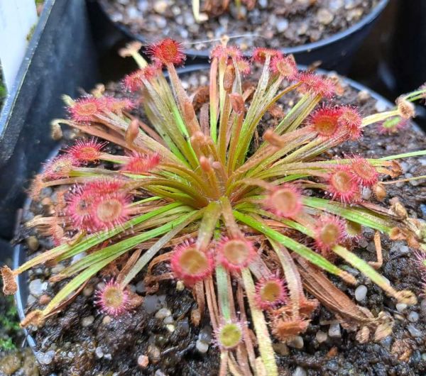 Drosera ordensis x D. falconeri, Kulturhybride