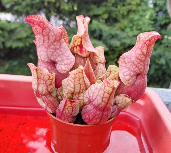 Schlauchpflanze Sarracenia rosea