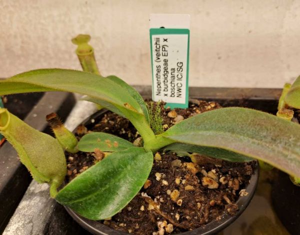 Nepenthes (veitchii x burbidgeae) x boschiana aus Samen 7cm