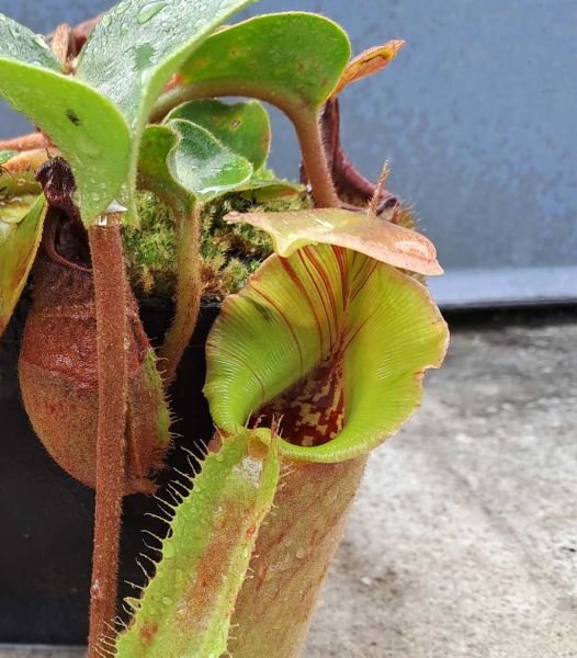 Nepenthes robcantleyi x truncata Highland Red aus Samen, Größe M ca. 5-7cm