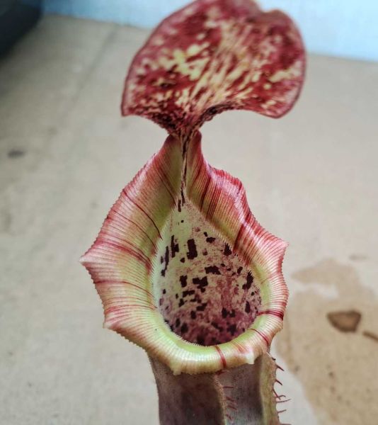 Nepenthes (veitchii x burbidgeae) x boschiana aus Samen gezogen 20cm+ ungetopft