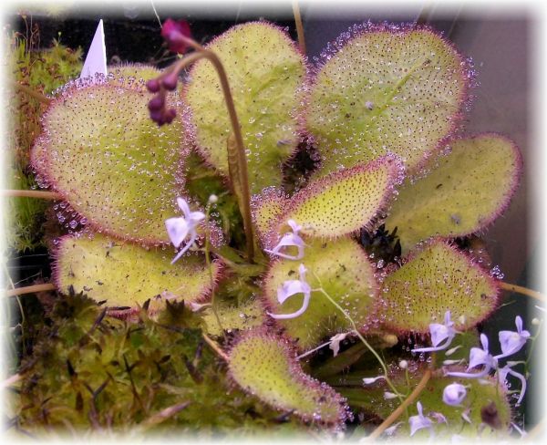 Drosera Queenslanddrosera 4er-Set ungetopft, D. adelae, D. prolifera, D. schizandra & D. x Andromeda