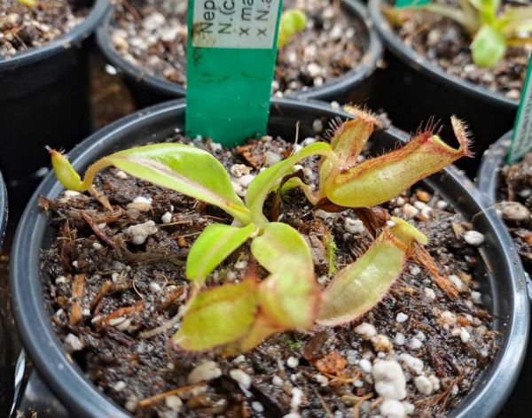 Nepenthes (campanulata x minima) x andamana ca 5cm