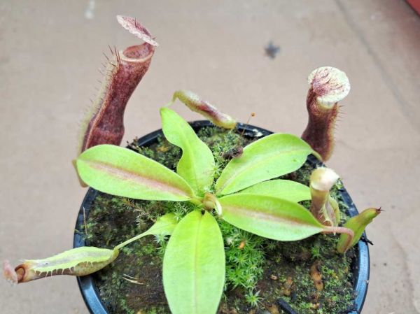 Nepenthes singalana x boschiana Größe S-M ca. 7cm